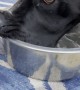 Dog's Strange Way of Drinking Makes a Splash