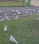 Large Flock of Corellas Caw on Front Lawn