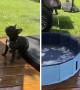 This is what a Frenchie pool party looks like!