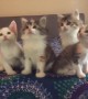 Kittens Adorably Moving Their Heads In Sync