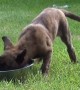 Puppy Attempts To Figure Out Water Bowl And It\'s Adorable