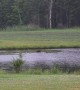 Moose Swims in Pond to Avoid Pesky Flies