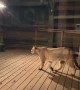 Curious Mountain Lion Looking Into House