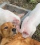 Friendly Doggy Meets His New Pig Friends