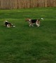 Doggy Uses Zoomies to Convince His Brother to Play