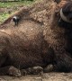 Bird Nabs Bison Fur for Nest