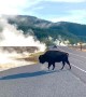 Impatient Driver Creates Close Call for Crossing Bison