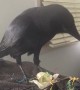 Poe the Crow Pecks Open Piñata