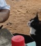 Stray Cat Politely Asks for Food