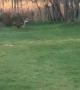 Roe Buck Chases Pheasant around Back Yard