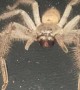 Huntsman Spider Fills Car Dashboard With Babies