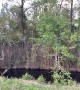 Big Black Bear Bathes in Swamp Before Bailing