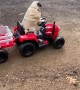 Tango the Pug Works Hard on Toy Tractor
