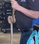 Mechanic Calmly Removes Snake During Car Service