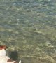 Happy Little Dog Dives for Toy at the Beach
