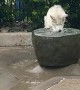 Goofy Husky Plays in Water Fountain
