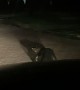 Guy Revs Car Engine to Move Alligator From Road