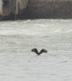 Bald Eagle Flies in to Catch a Fish