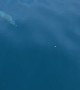 Pod of Dolphins Play Alongside Boat