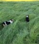 Corgis Bounce Through Tall Grass Like Bunnies