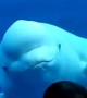 Beluga Whale Comes in Close to Say Hello