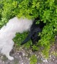Dogs Have a Secret Meeting in a Bush