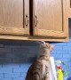 Cat Trying to Follow Friend up Cabinet Fails