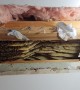 Bee Hive Removed From Ceiling
