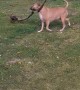 Happy Dog Finds Big Stick