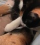 Cat and Dog Share Some Morning Cuddles