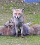 Mama Fox and Her Hungry Pups