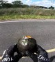 Motorcycle Rider Assists Turtle Across Busy Road