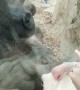 Mother Shares Unique Maternal Bond with Gorilla