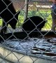 Rescued Baby Bears Play in Water