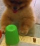 Pomeranian Plays Cup Game