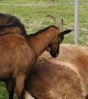 Goats Help Strip Pony's Winter Fur