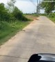 Monitor Lizard Picks The Worst Time to Cross Road