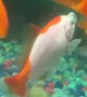 Goldfish Rescued from Swallowed Substrate
