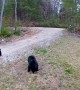 Black Bear Cubs Playfully Wrestle in Driveway