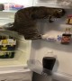 Smart Kitty Keeps Climbing Fridge Shelves