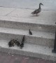 Priceless Moment Shows Ducklings Conquering Step Climb