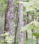 Mama Bear Watches as Cubs Climb Tree
