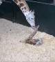 Newborn Baby Giraffe Adorably Stands Up For First Time