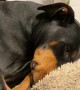 Sleeping Doberman Barks and Blows out Cheeks