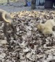 Golden Puppy Leaps Into Leaf Pile