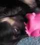 Puppy Finds New Way of Playing With Toy Pig