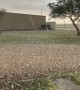 Golf Ball Sized Hail Rains Down in Texas