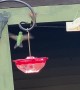 Hummingbirds have Dance-off over Feeder
