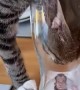 Inquisitive Kitty Gets to the Bottom of Glass