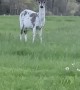 Piebald Deer Peacefully Grazes by Roadside